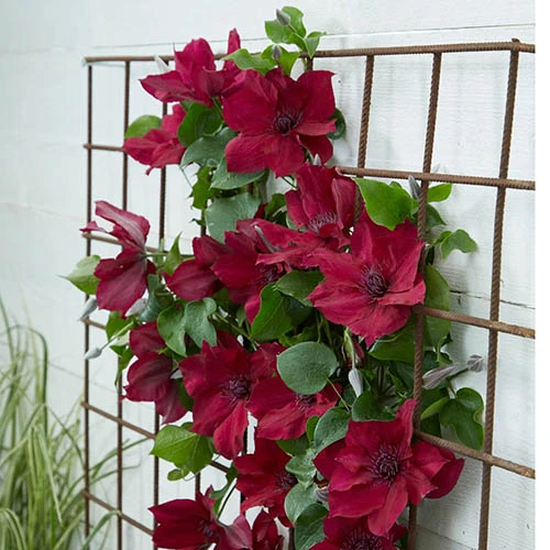 Patio Clematis Collection X 3, BOULEVARD(R) Series 2 Patio Clematis Collection X 3, BOULEVARD(R) Series - Image 2
