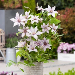 Patio Clematis Collection X 3, BOULEVARD(R) Series 12 Patio Clematis Collection X 3, BOULEVARD(R) Series -Garden Centre Store 550177 3