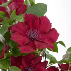 Patio Clematis Collection X 3, BOULEVARD(R) Series 13 Patio Clematis Collection X 3, BOULEVARD(R) Series -Garden Centre Store 550177 4