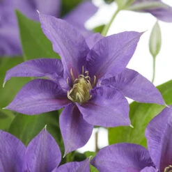 Patio Clematis Collection X 3, BOULEVARD(R) Series 14 Patio Clematis Collection X 3, BOULEVARD(R) Series -Garden Centre Store 550177 5