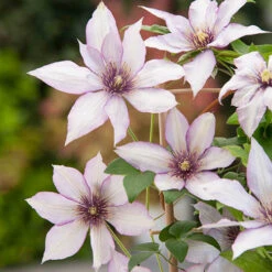 Patio Clematis Collection X 3, BOULEVARD(R) Series 15 Patio Clematis Collection X 3, BOULEVARD(R) Series -Garden Centre Store 550177 6