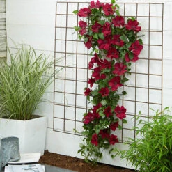 Patio Clematis Collection X 3, BOULEVARD(R) Series 16 Patio Clematis Collection X 3, BOULEVARD(R) Series -Garden Centre Store 550177 7