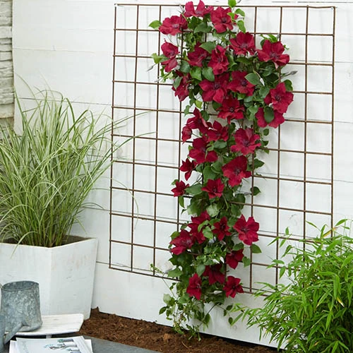 Patio Clematis Collection X 3, BOULEVARD(R) Series 8 Patio Clematis Collection X 3, BOULEVARD(R) Series - Image 8