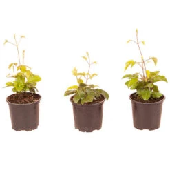 Patio Clematis Collection X 3, BOULEVARD(R) Series 17 Patio Clematis Collection X 3, BOULEVARD(R) Series -Garden Centre Store 550177 8