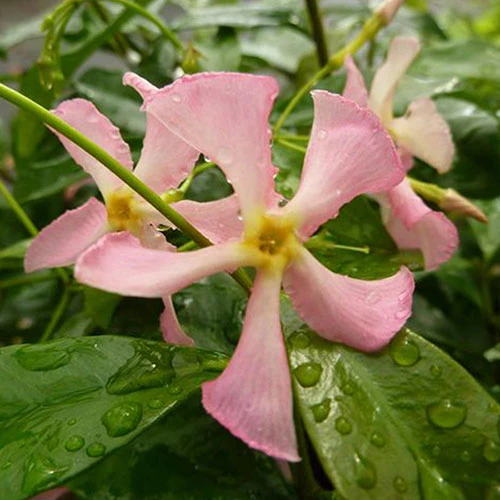 Trachelospermum Asiaticum Star Jasmine 'Pink' 2 Trachelospermum Asiaticum Star Jasmine 'Pink' - Image 2