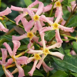 Trachelospermum Asiaticum Star Jasmine 'Pink' 6 Trachelospermum Asiaticum Star Jasmine 'Pink' -Garden Centre Store 550223 2