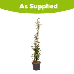 Trachelospermum Asiaticum Star Jasmine 'Pink' 7 Trachelospermum Asiaticum Star Jasmine 'Pink' -Garden Centre Store 550223 3