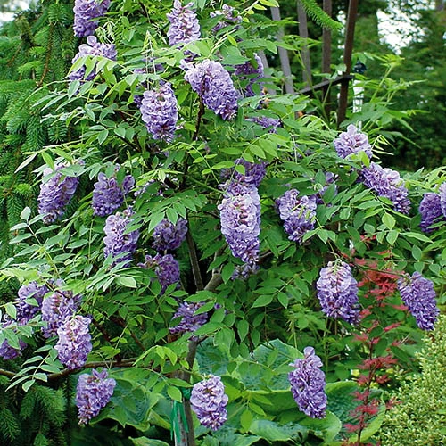 Wisteria 'Amethyst Falls' 2 Wisteria 'Amethyst Falls' - Image 2