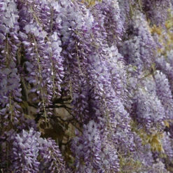 Wisteria 'Amethyst Falls' 8 Wisteria 'Amethyst Falls' -Garden Centre Store 550238 2