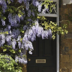 Wisteria 'Amethyst Falls' 9 Wisteria 'Amethyst Falls' -Garden Centre Store 550238 3