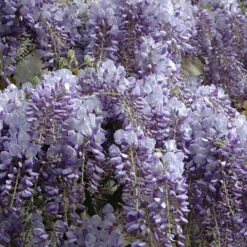 Wisteria 'Amethyst Falls' 11 Wisteria 'Amethyst Falls' -Garden Centre Store 550238 5