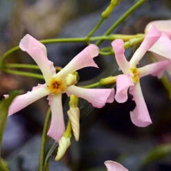 Trachelospermum Collection Of 3 Plants In 9cm Pots -Garden Centre Store 550314 2