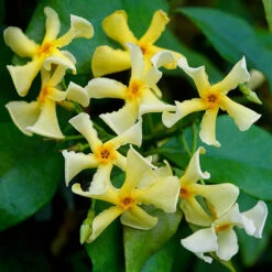 Trachelospermum Collection Of 3 Plants In 9cm Pots -Garden Centre Store 550314 3