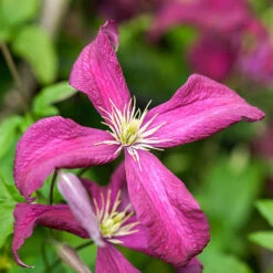 Mid Season Flowering Clematis Collection 9cm X 3 -Garden Centre Store 550328 2