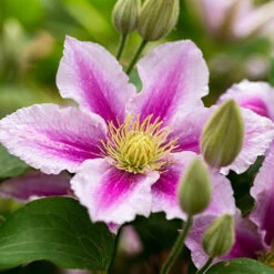 Mid Season Flowering Clematis Collection 9cm X 3 -Garden Centre Store 550328 3