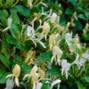 Honeysuckle 'Halliana' 2L 90cm Cane