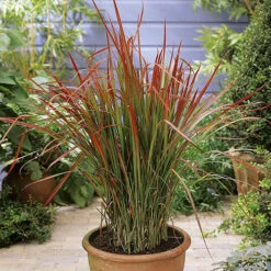 Imperata 'Red Baron' - Blood Grass -Garden Centre Store 560017 2