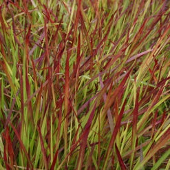 Imperata 'Red Baron' - Blood Grass -Garden Centre Store 560017 4