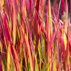 Imperata 'Red Baron' - Blood Grass -Garden Centre Store 560017 5