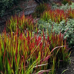 Imperata 'Red Baron' - Blood Grass -Garden Centre Store 560017 6