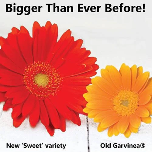 Gerbera Garvinea 'Sweet' Series 3 Gerbera Garvinea 'Sweet' Series - Image 3