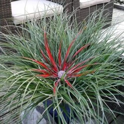 Bromeliad 'Fascicularia Bicolour' -Garden Centre Store 560100 2