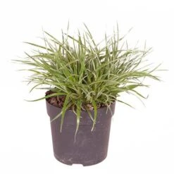 Bromeliad 'Fascicularia Bicolour' -Garden Centre Store 560100 3