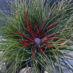 Bromeliad 'Fascicularia Bicolour' -Garden Centre Store 560100 6