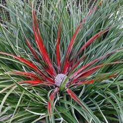 Bromeliad 'Fascicularia Bicolour' -Garden Centre Store 560100 7
