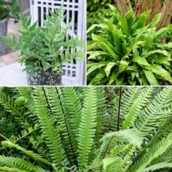 Evergreen Hardy Fern Collection - 3 Varieties