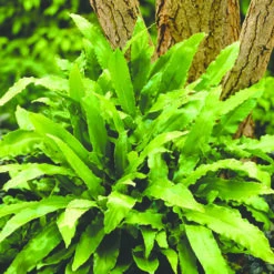 Evergreen Hardy Fern Collection - 3 Varieties -Garden Centre Store 560213 2