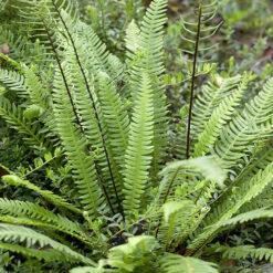 Evergreen Hardy Fern Collection - 3 Varieties -Garden Centre Store 560213 3