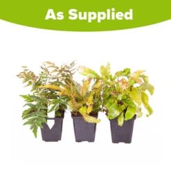 Evergreen Hardy Fern Collection - 3 Varieties -Garden Centre Store 560213 4