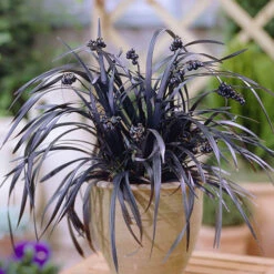 Ophiopogon ? Black Dragon Grass