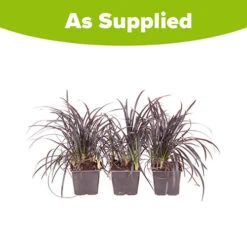 Ophiopogon ? Black Dragon Grass -Garden Centre Store 560219 3