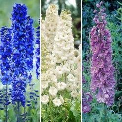 Delphinium Collection