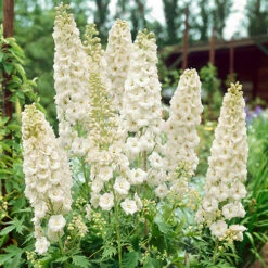 Delphinium Collection -Garden Centre Store 560252 2