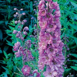 Delphinium Collection -Garden Centre Store 560252 3