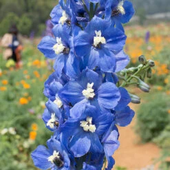 Delphinium Collection -Garden Centre Store 560252 4