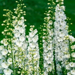 Delphinium Collection -Garden Centre Store 560252 5