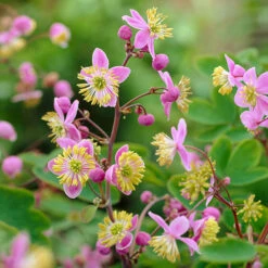 Thalictrum Rochebrunianum 'Meadow Rue'
