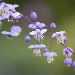 Thalictrum Rochebrunianum 'Meadow Rue' -Garden Centre Store 560256 2