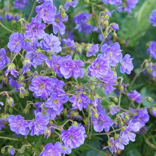 Geranium Himalayense 'Plenum' ('Birch Double') 2 Geranium Himalayense 'Plenum' ('Birch Double') - Image 2