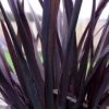 Phormium 'Black Adder'