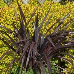 Phormium 'Black Adder' -Garden Centre Store 560481 2