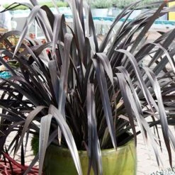 Phormium 'Black Adder' -Garden Centre Store 560481 3
