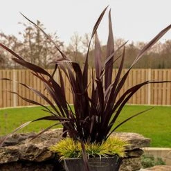 Phormium 'Black Adder' -Garden Centre Store 560481 4