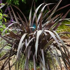 Phormium 'Black Adder' -Garden Centre Store 560481 5