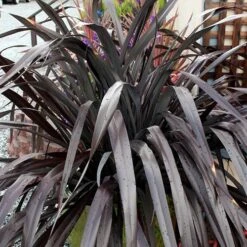 Phormium 'Black Adder' -Garden Centre Store 560481 6