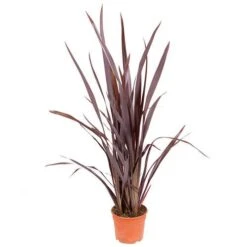 Phormium 'Black Adder' -Garden Centre Store 560481 8
